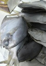 三都港 东海银鲳鱼净重450g/3条装 深海鱼 生鲜 鱼类 烧烤食材 中秋海鲜 实拍图