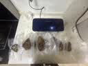 摩飞电器（Morphyrichards）摩飞真空保鲜机 封口机家用茶叶封口机 抽真空冷藏保鲜包装密封机MR1118 实拍图