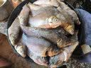 钓龙王（DiaoLongWang）钓鱼钩绑好套装成品子线双钩防缠绕手工鱼线金袖赤仕挂钩伊豆野钓 金袖有刺30副3板 4号钩 实拍图
