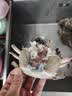 【冷冻】昌鲜园舟山梭子蟹新鲜 冷冻4-6两/只 4斤装 26年新蟹源头直发包邮飞蟹白蟹 实拍图
