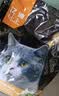 亿迪 冻干猫粮幼猫成猫10斤全价布偶蓝猫英短成年全阶段 实拍图