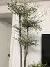 花财主大型盆栽绿植 柠檬树鸭脚木发财树天堂鸟绿植室内客厅大盆栽 南天竹-1.5-1.8米【圆球盆】 含盆 实拍图