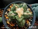史丹利花肥料家用养花通用型氮磷钾复合肥多肉盆栽有机花卉缓释肥450g 实拍图