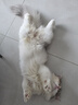 贵为（GiGwi）仿真发声小鸟逗猫玩具小猫咪幼猫自嗨解闷神器逗猫棒 实拍图