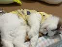 凯锐思猫粮银爪P28高蛋白全价猫粮亲和肠胃鲜肉冻干双拼成猫粮 【肠道养护】经典鱼肉味 20斤（送20支猫条） 实拍图