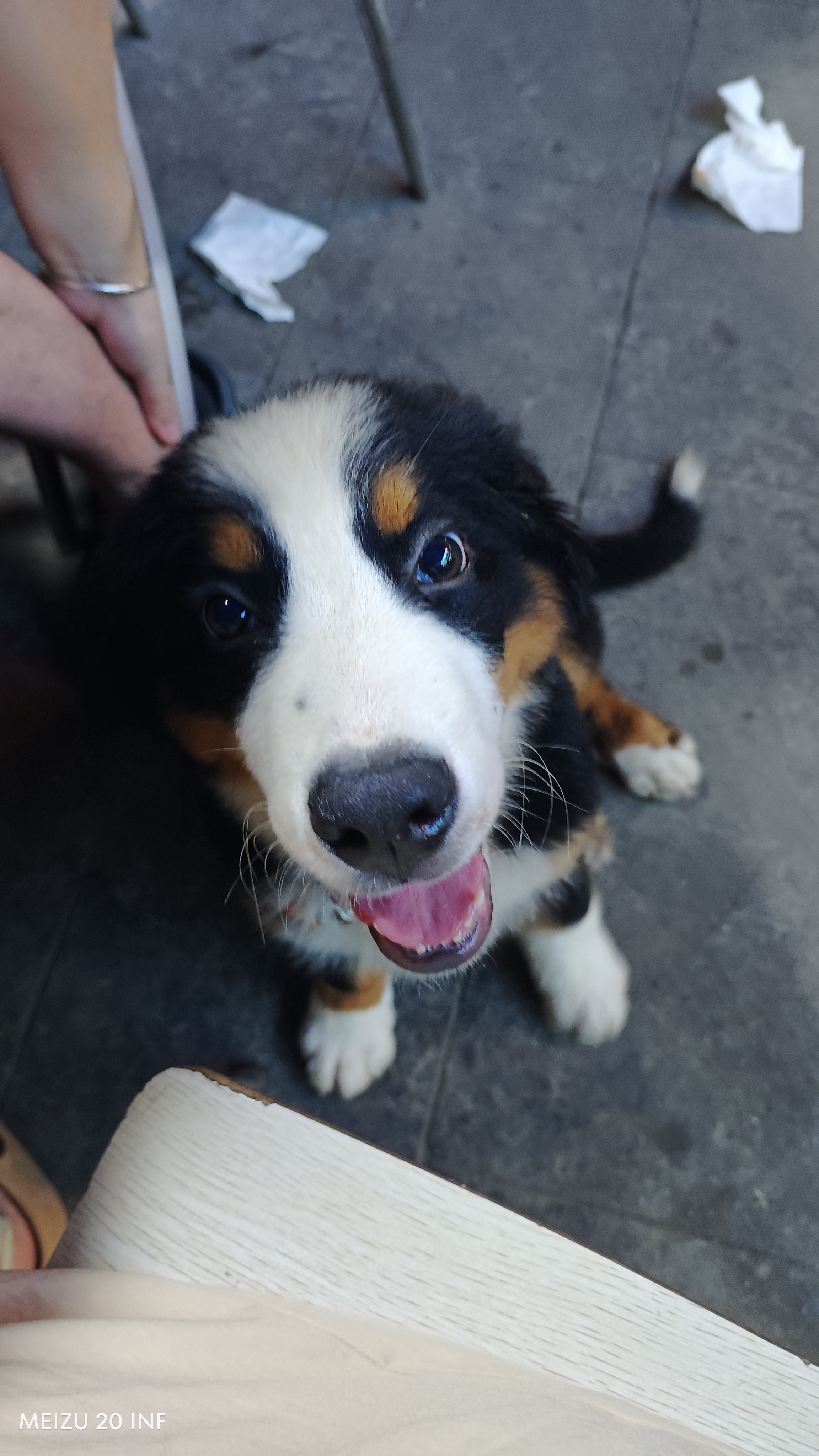 疯狂小狗 宠物狗零食礼包幼犬成犬磨牙奖励送礼礼盒 宠物零食大礼包800g 实拍图