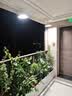 精忠报国植物补光灯大棚蔬菜花卉led室内绿植专用仿太阳全光谱园林生长灯 【仿太阳全光谱补光灯】中性100W 配3米灯头线 实拍图