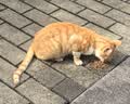 雷米高（RAMICAL）澳丽得 猫粮蓝猫英短主粮幼猫成猫海洋鱼味全价猫粮试吃500g 1斤 实拍图