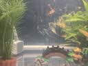 森森鱼缸增氧泵水族箱氧气泵LQE-50家用小型充氧泵3W单孔+全套配件 实拍图