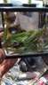 桌面鱼缸小型家用积木缸生态缸水族箱斗鱼缸带小夜灯氛围灯摆件 黑色斗鱼缸【不带灯】 实拍图