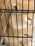 布卡星 全价营养兔粮幼兔成兔垂耳兔小宠物主粮饲料2.5kg 实拍图