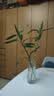 北欧轻奢玻璃锥桶花瓶透明 客厅 插花百合富贵竹玫瑰鲜花花瓶摆件 1只装锥桶透明花瓶+泡沫包装【树皮花纹】 实拍图