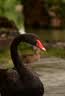 腾龙（Tamron）A065Z 70-180mm F/2.8 Di III VC VXD G2二代防抖大光圈长焦变焦全画幅微单镜头（尼康Z卡口） 实拍图