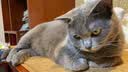 宠幸豆腐猫砂细砂快速结团除臭可溶可冲厕所猫沙猫咪用品低尘 原味豆腐猫砂2.5kg*6 实拍图