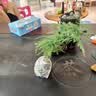 文竹盆栽绿植花卉盆景植物室内客厅水培文松云竹文竹大苗四季常青 小文竹【1颗】原盆原土球发货 高度15-25cm 实拍图