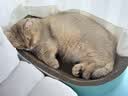 疯狂的主人猫抓板窝特大号猫玩具猫爪板猫抓盆不掉屑猫窝椭圆形瓦楞纸 实拍图