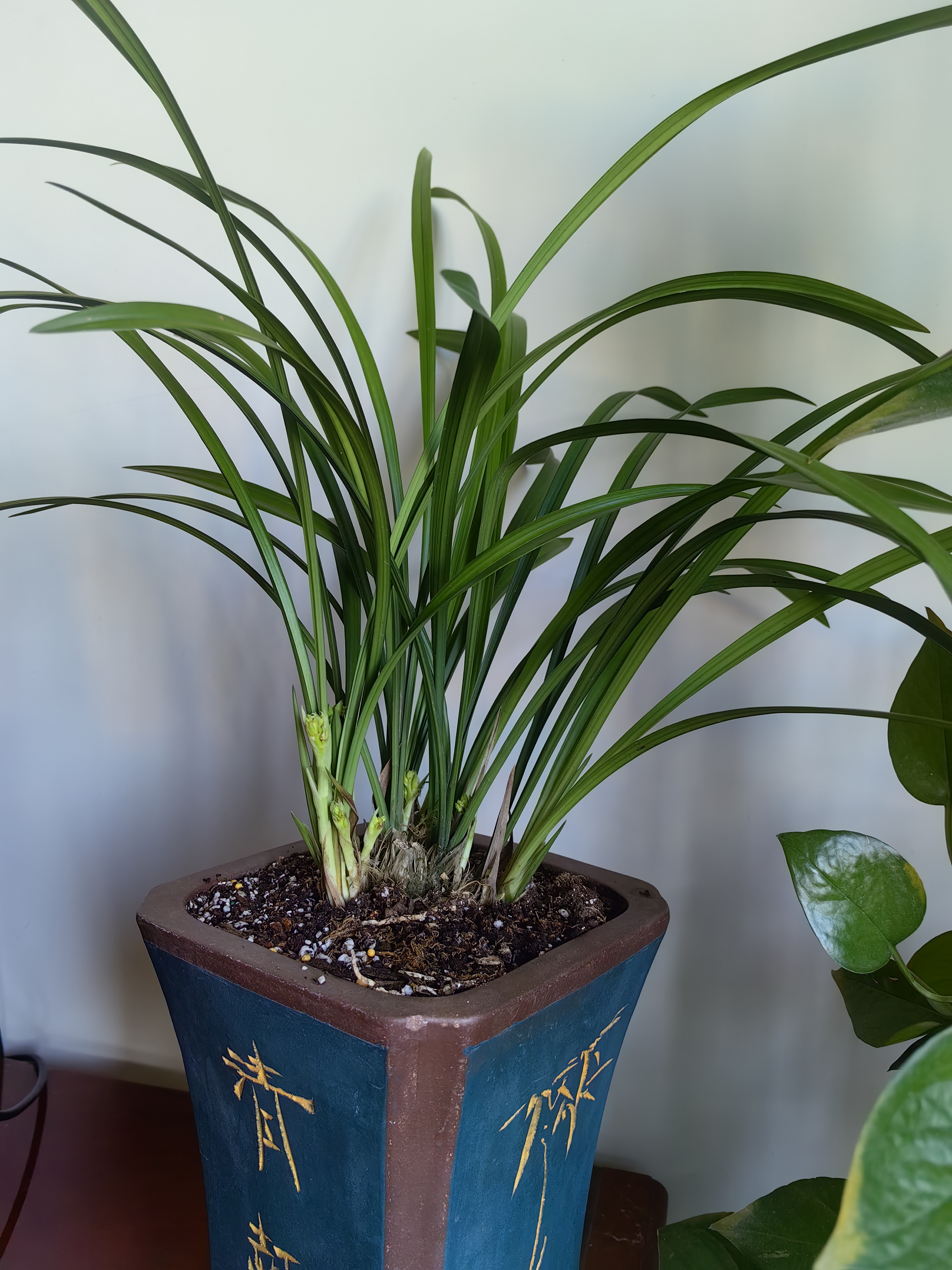 劉閣蘭花兰花建兰大凤素浓香室内阳台花卉盆栽 6苗连体带3花裸根源头直发 实拍图
