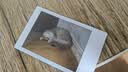 INSTAX富士instax立拍立得 mini相纸 白边双包20张(适用miniSE/11/12/40/90/LiPlay/EVO/Link3) 实拍图
