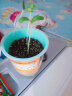 九月生向日葵种子盆栽花盒绿植儿童种植盆栽花卉植物幼儿园DIY种植 晒单实拍图