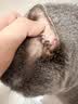 普安特宠物猫咪耳螨狗狗猫咪洗耳液滴耳液马拉色菌复方制霉菌素膏尔加分 实拍图