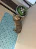领先鸡肉主食猫条14g*15条猫咪零食罐头猫粮湿粮（新老款随机发货） 实拍图