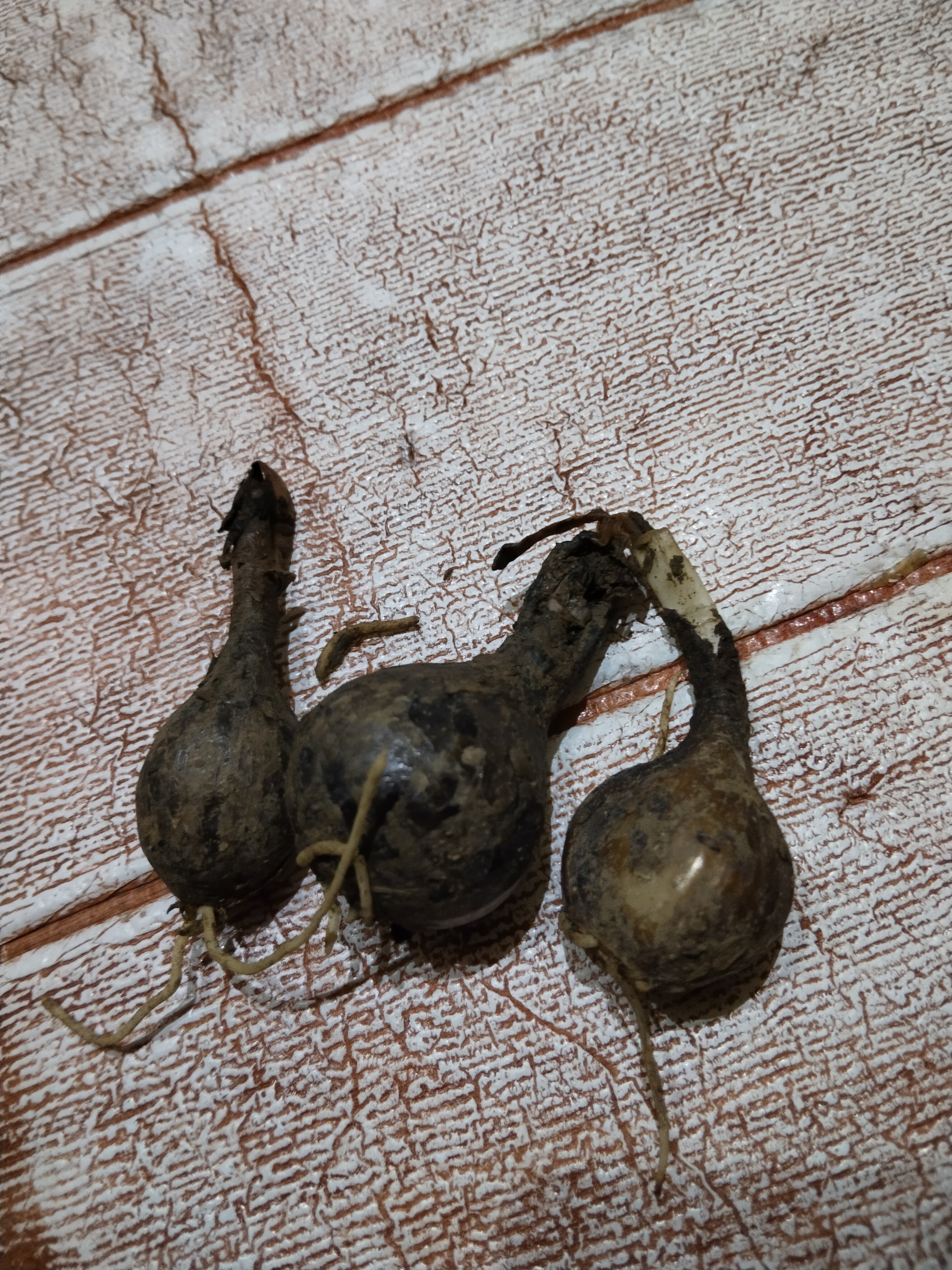 八月新种浓香倒挂金钟花种球驱蚊虫花卉好管理四季好种zsy 混色倒挂金钟*3颗【到手三颗】 实拍图