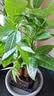 发财树盆栽大植物室内办公室桌面客厅小盆景招财树苗绿植花卉盆栽 三杆发财树 5-8cm【四方塑胶盆】 【送肥料】 实拍图