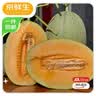 京鲜生 脆甜哈密瓜西州蜜 净重3.5-4.5斤 1粒装 生鲜水果源头直发 实拍图