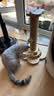 HELLOJOY猫抓柱实木剑麻猫抓板猫架猫咪玩具解闷磨爪猫抓柱立式猫树猫爬架 实拍图