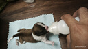 拜达尔狗狗羊奶粉初生幼犬成犬老年犬康复奶狗全阶段营养补充狗狗专用 实拍图