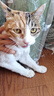 京东京造猫粮鸡肉味全价成猫粮10kg三文鱼肉营养美毛长肉质检流浪救助 实拍图