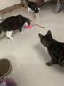 HELLOJOY猫咪玩具自嗨解闷神器智能电动逗猫球自动逗猫棒幼猫遛猫消耗体力 实拍图