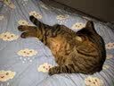 味当家原味豆腐猫砂2.5kg可冲马桶猫沙非混合猫砂无尘除臭100%植物 实拍图