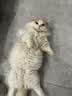 皇家英短成猫粮 BS34 通用粮 12月以上 4.5KG 实拍图