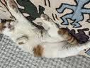 LEGENDSANDY蓝氏乳鸽猫粮幼猫成猫猫零食主食猫条餐包猫咪尝鲜大礼包246g 实拍图