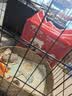 HONEYCARE好命家宠物尿垫狗狗尿不湿全吸收定制款 加厚狗尿片M码45*60cm 实拍图