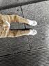 LEGENDSANDY蓝氏全价主食猫条肉-FUN肉满条湿粮猫零食成猫幼猫鲜肉猫湿粮罐头 3盒（16g*36支）|混合口味|98%含肉量 实拍图