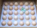 正大食品（CP）睛彩叶黄素鲜鸡蛋30枚 1.68kg  富含叶黄素  礼盒装 京东自营 实拍图