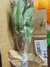 发财树盆栽鲜花绿植物办公室内吸甲醛绿萝文竹水培易养摆件盆景 【粗2-3cm】单杆发财树【原盆】 实拍图