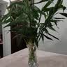 富贵竹水培植物室内招财绿植插瓶插花净化空气办公桌面转运竹 富贵竹65cm10支 实拍图