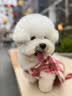 爱沃克宠物驱虫内外同驱耳螨跳蚤蛔虫4-10kg中小犬1ml单支德国进口原研 实拍图