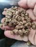 京东京造狗粮老年犬中大型高鲜肉鲜蒸7岁+抗初老护关节易消化狗粮2kg 实拍图