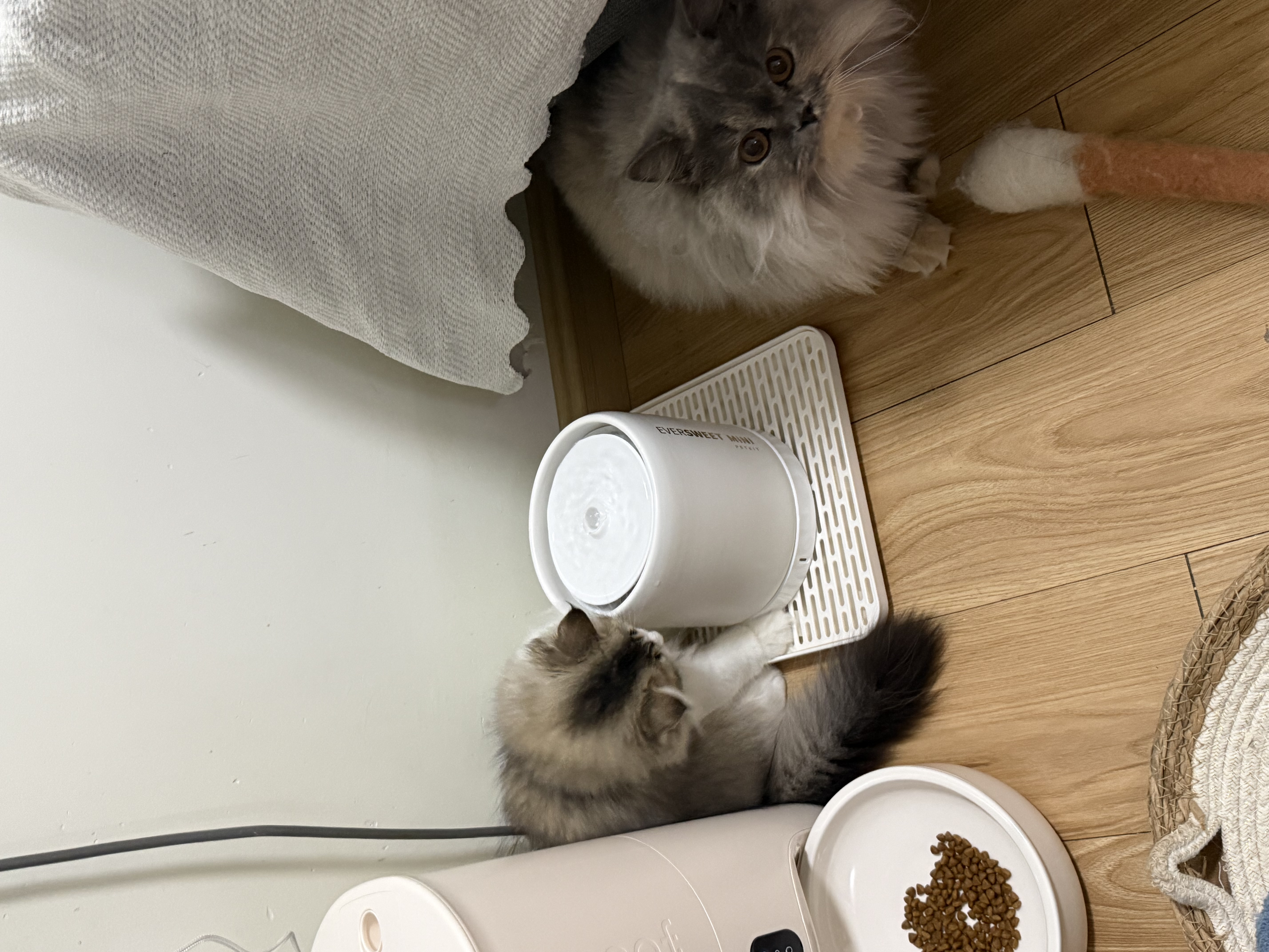 皇家室内成猫粮 I27 通用粮 12月以上 400g 实拍图