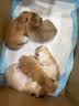 卫仕 五拼冻干全价全阶段猫粮 猫干粮 成猫幼猫高蛋白粮 山海盛宴 6kg 实拍图
