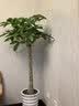 发财树客厅盆栽大招财办公室大型绿植花卉植物好养室内开业高级感 精品单杆发财树【1.4-1.6米】 【基地原盆】送肥料+养护手册 晒单实拍图