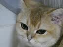 憨憨宠猫零食冻干桶猫咪零食成猫冻干鸡胸肉鱼鸭肉猫粮宠物猫狗冻干零食 精装鸡肉冻干桶500g 实拍图