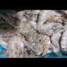 鲜京采 原装进口厄瓜多尔白虾 净重3.3斤 大号30-40规格 50-66只/盒 实拍图