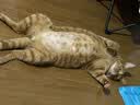 海洋之星低温烘焙猫粮冰川三文鱼猫干粮 全价成猫幼猫粮试吃一斤试用装 实拍图
