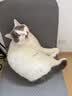 皇家猫粮 成猫猫粮 营养均衡 F32 通用粮 1-7岁 4.5kg*2 实拍图