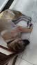 猫狗狂犬病毒检测试纸Rabies Ag抗原检测卡宠物精准筛查宠物医院同款 狂犬病毒检测试纸【2盒】 实拍图